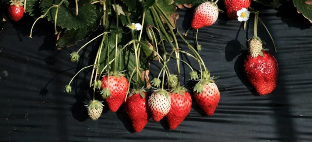 Strawberry Names For Babies