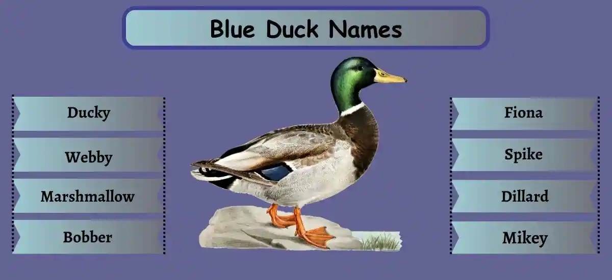 Duck Names