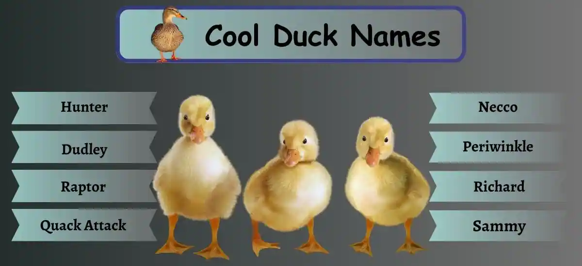 Duck Names