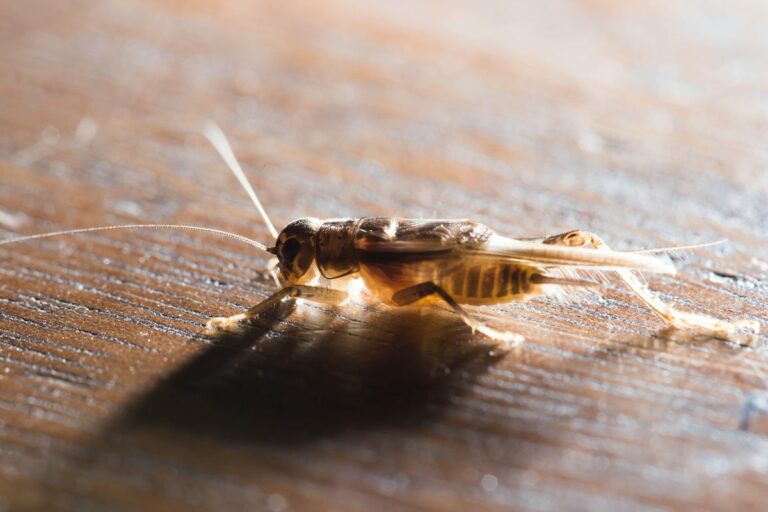 crickets-an-unwanted-houseguest-good-name