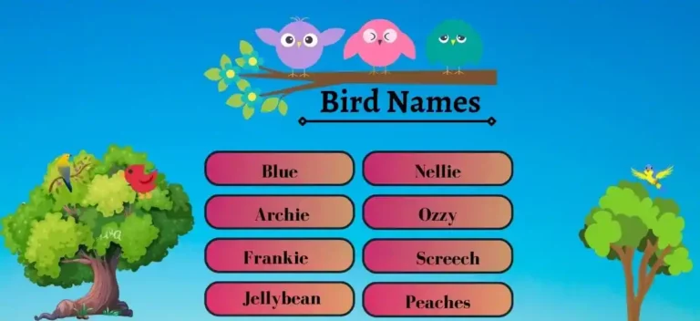 Bird Names