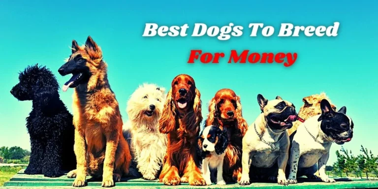 Best Dogs to Breed for Money: A Comprehensive Guide